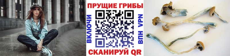 как найти наркотики  hydra ссылка  Галлюциногенные грибы Magic Shrooms  Апшеронск 